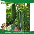 Suntoday para plantar uma semente de imagem vegetal empresa heriloom Sementes de cera orgânica para colocar sementes chieh-qua (22001)